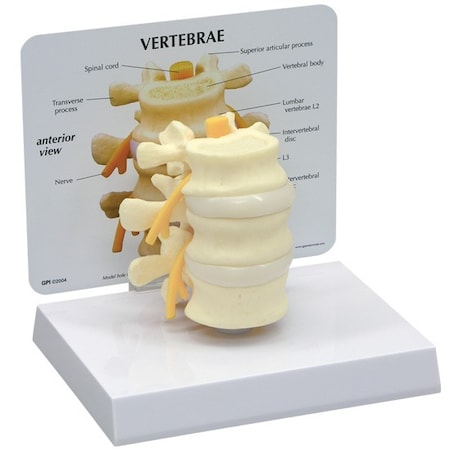Anatomical Model - 3-Piece Vertebrae